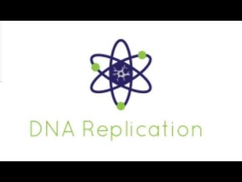 dna replication interactive animation